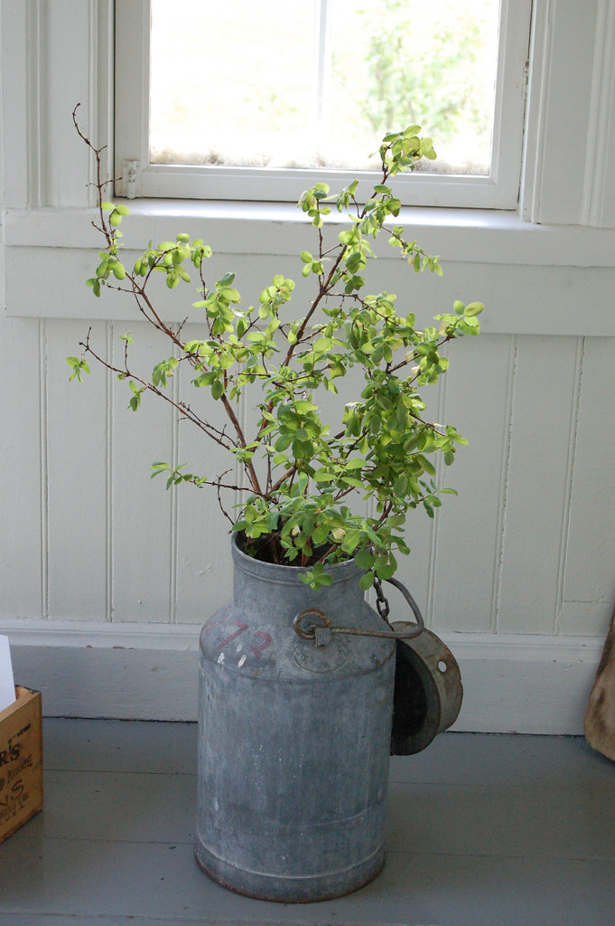 Green leaves in old milk tin at Olofsfors bruk (Photo copyright H. Andersson)
