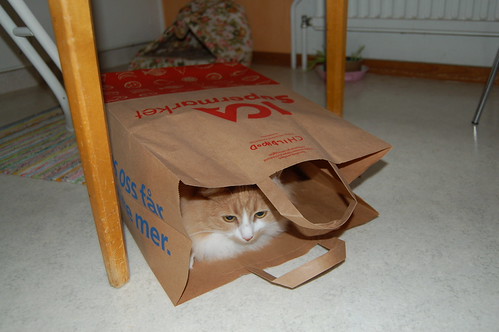 Shopping cat Smilla finding new spaces to investigate (Photo copyright Hanna Andersson)