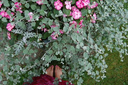 My colourful toe nails out in the garden where pink flowers are plenty (Photo copyright Hanna Andersson)