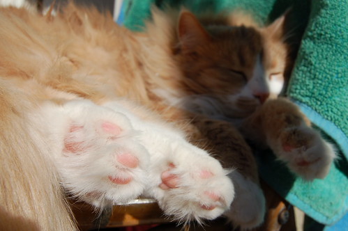 Smilla the sleepy cat