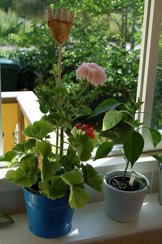 My sewn little fabric flower in the window (Photo copyright H. Andersson)