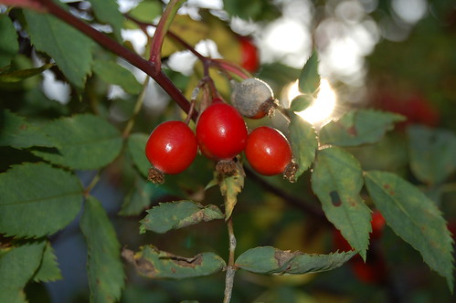 Red rowanberries 2006 (Copyright Hanna Andersson)