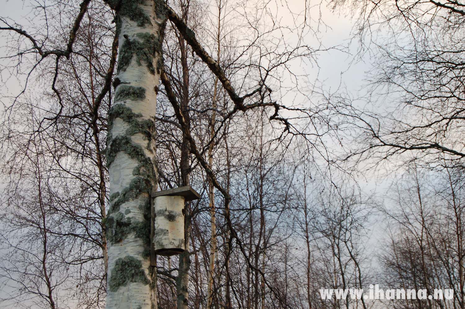 Bird house on birch (Photo copyright Hanna Andersson)