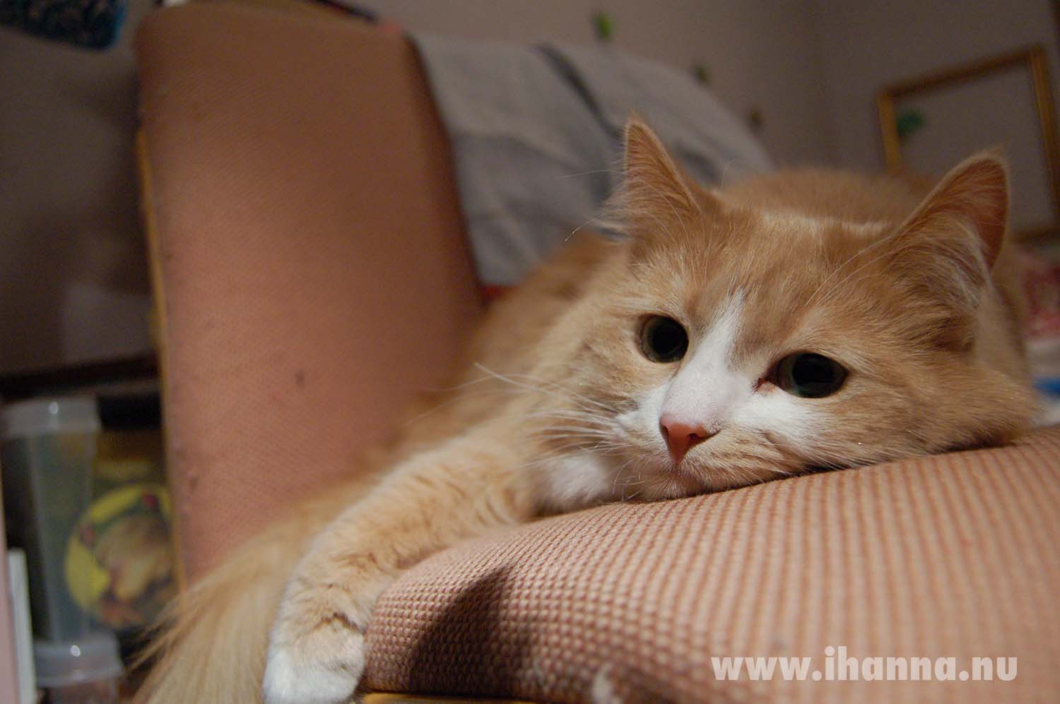 Smilla the patient cat (Photo copyright Hanna Andersson)