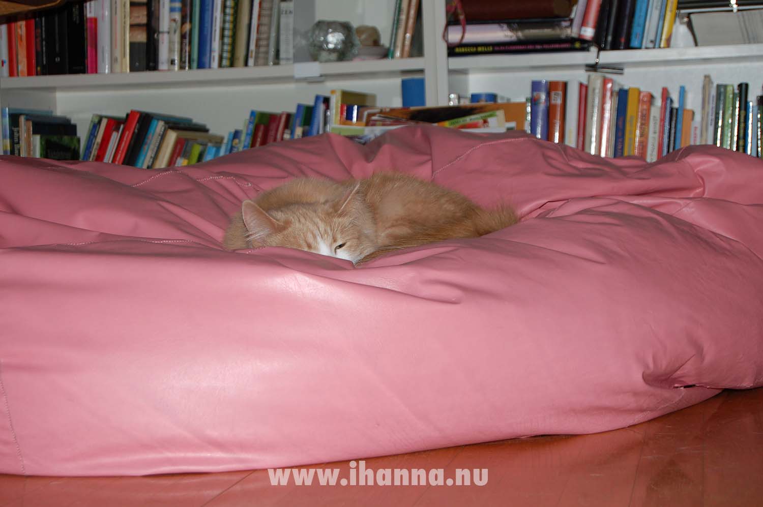 Smilla the diva cat (Photo copyright Hanna Andersson)