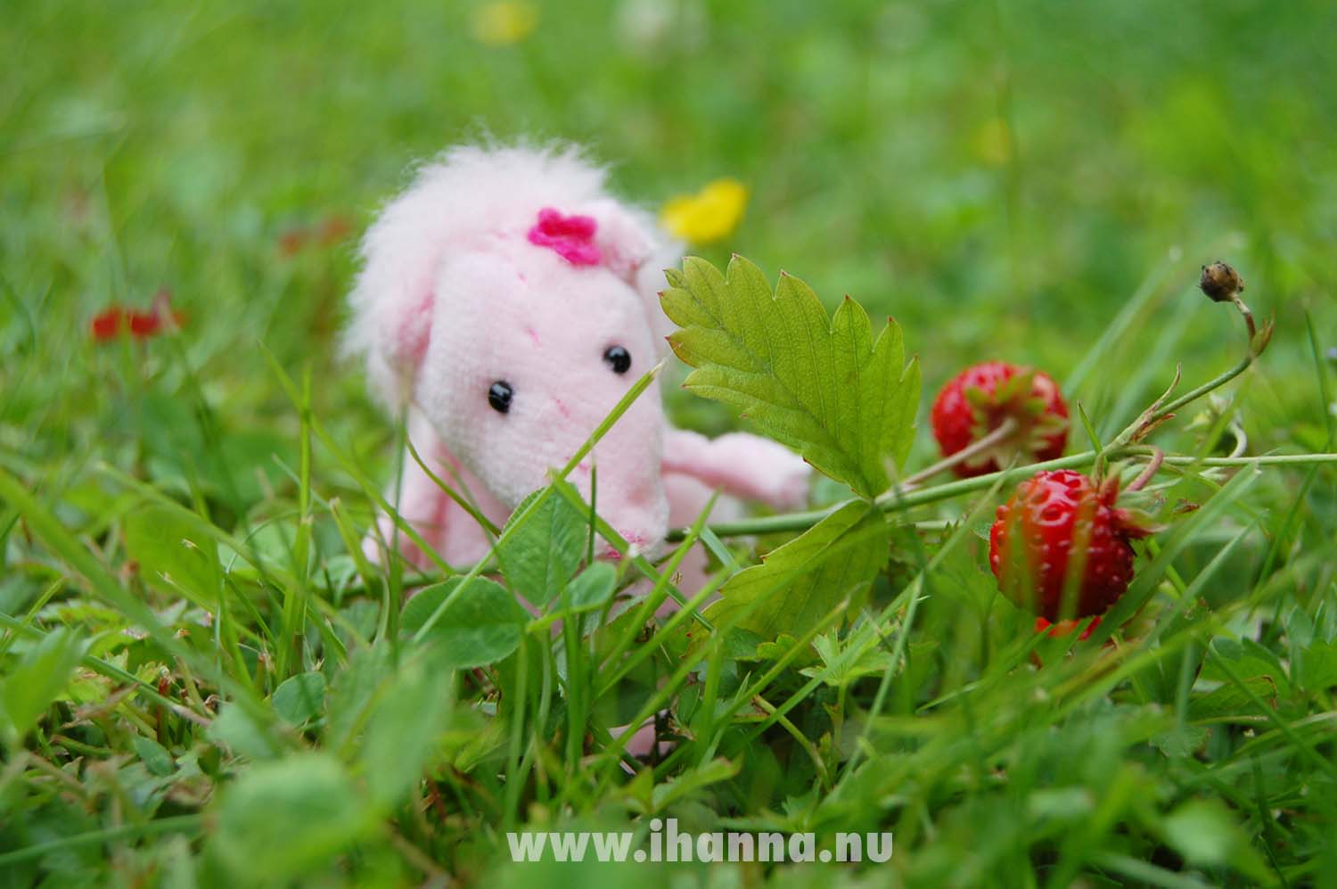 Adventures in the garden with a miniature softie hedgehog friend by iHanna (Copyright Hanna Andersson)