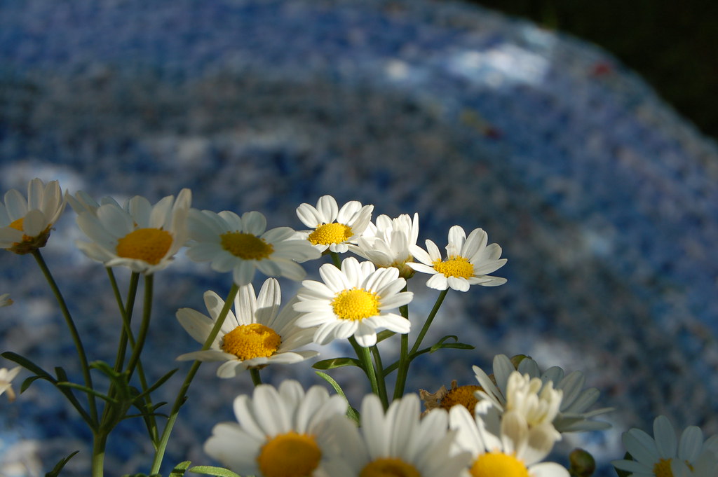 Crocheted blue rug and Prästkragar flowers by iHanna 2007