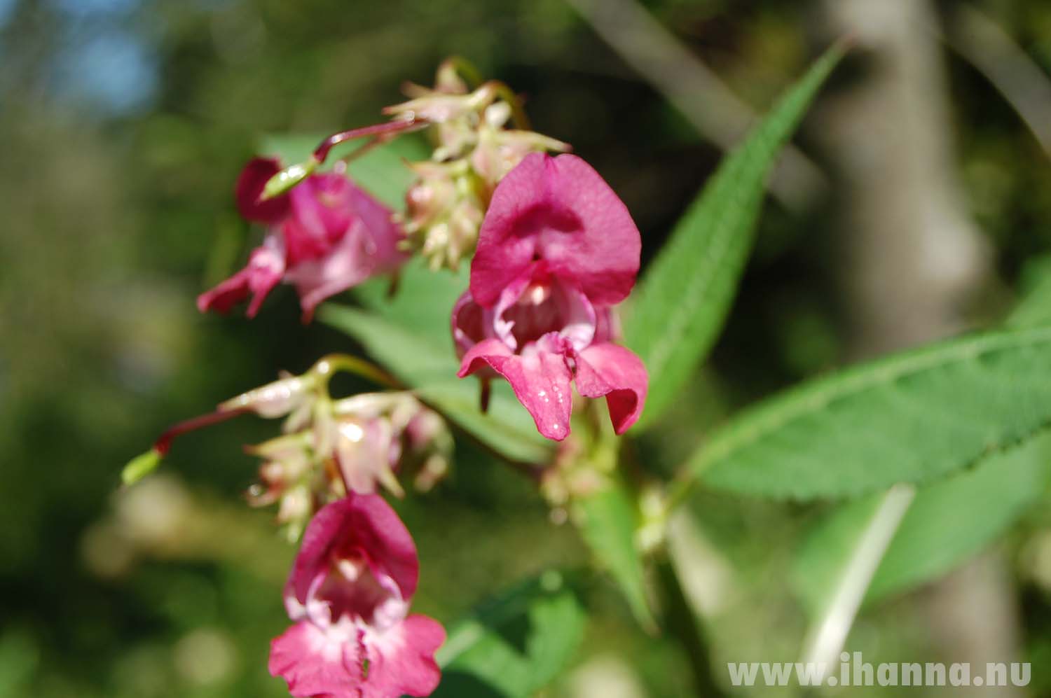 Pink wild flowers, Photo by iHanna (Copyright Hanna Andersson)