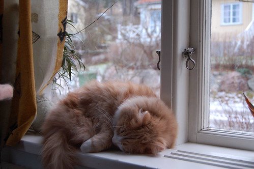 Smilla in the window 2008 (Photo Copyright Hanna Andersson)