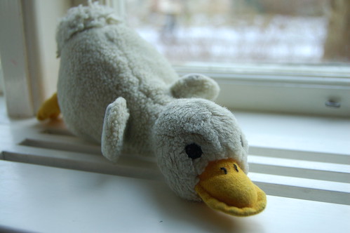 Mårten gås in the window 2008 (Photo Copyright Hanna Andersson)
