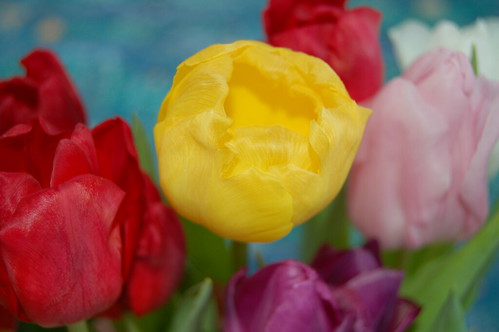 Tulips from my grandmother farmor 2008 (Photo copyright H. Andersson)