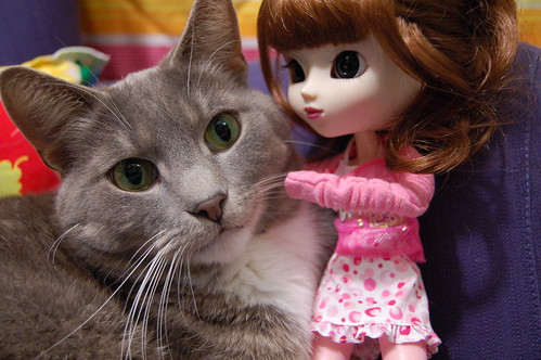 Big eyes - Pullip doll and gray cat cuteness photographed by iHanna