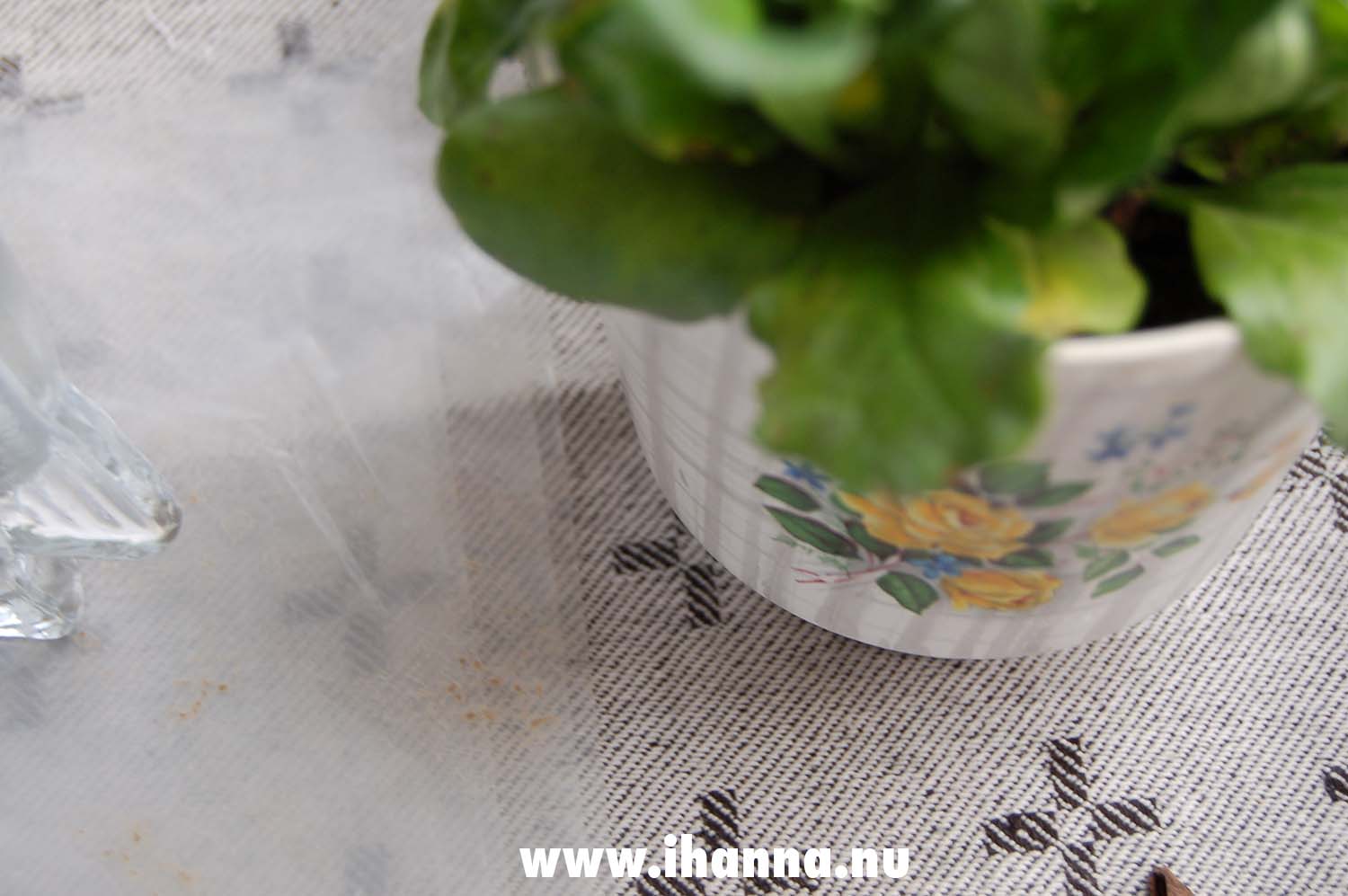 Flower pot on the table with yellow roses on the pot (Photo copyright Hanna Andersson)