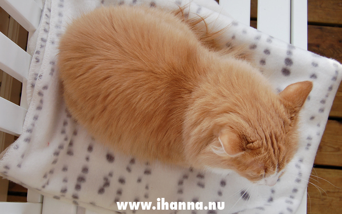 iHanna's cat Smilla, enjoying the spring Photo Copyright Hanna Andersson