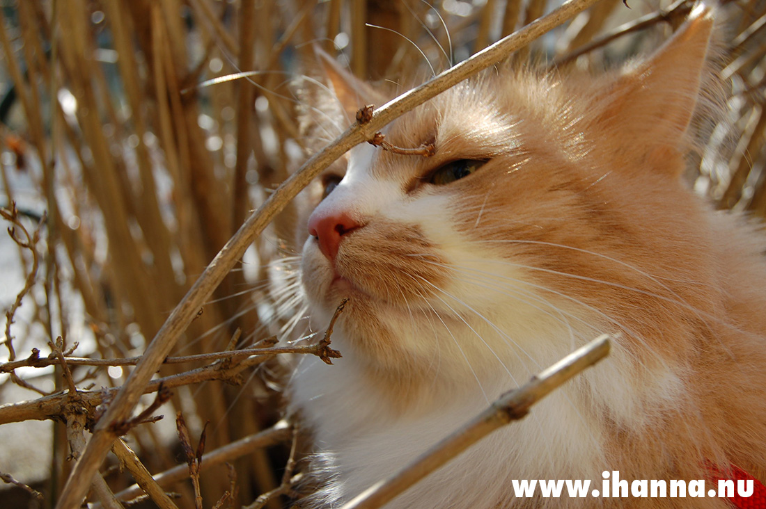 Hanna's cat Smilla, enjoying the spring (Photo Copyright Hanna Andersson)