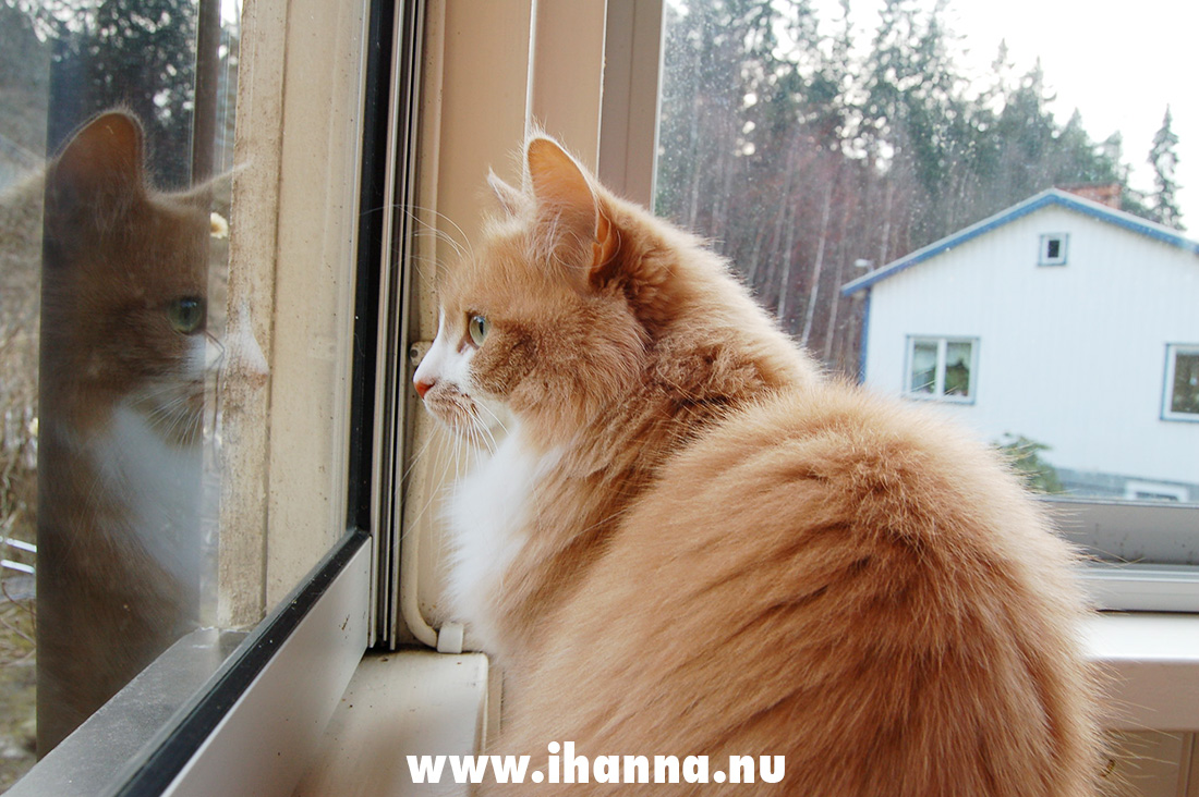 Hanna's cat Smilla, enjoying the spring (Photo Copyright Hanna Andersson)