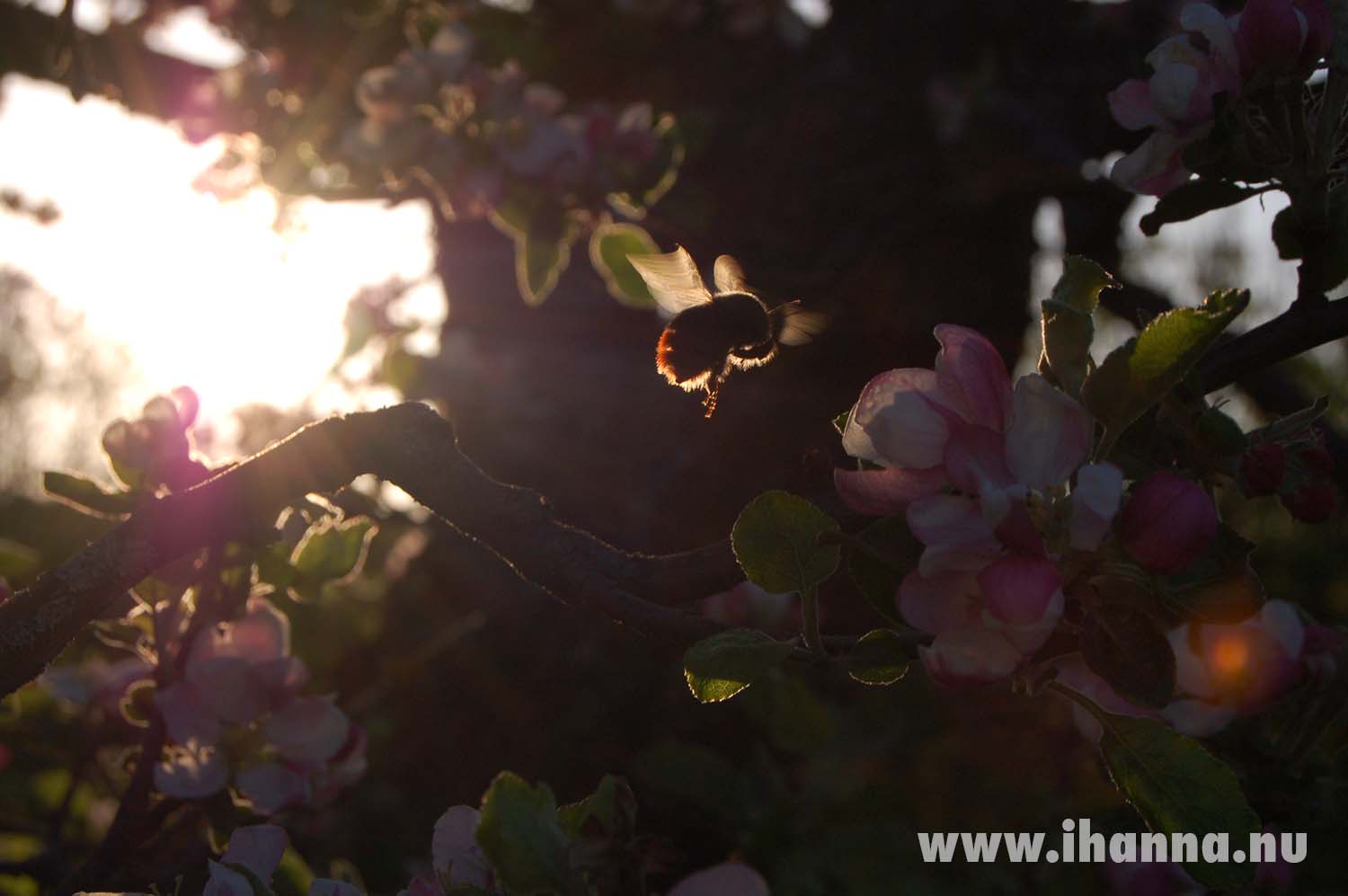 Backlight and bokeh on bumblebee in flight in our apple tree tree (Photo copyright Hanna Andersson)