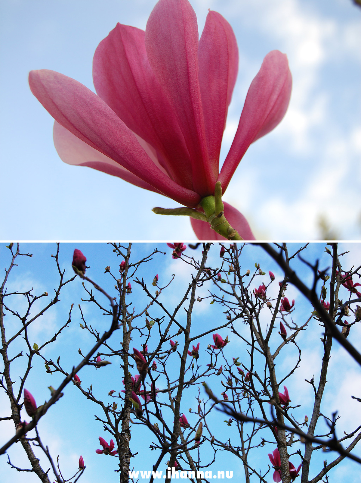 Dad's Magnolia Tree by iHanna - Photo Hanna Andersson