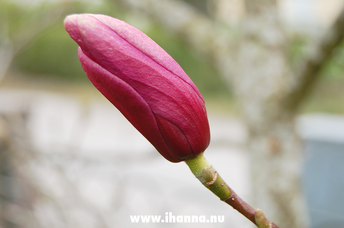 Magnolia tree bud in pink