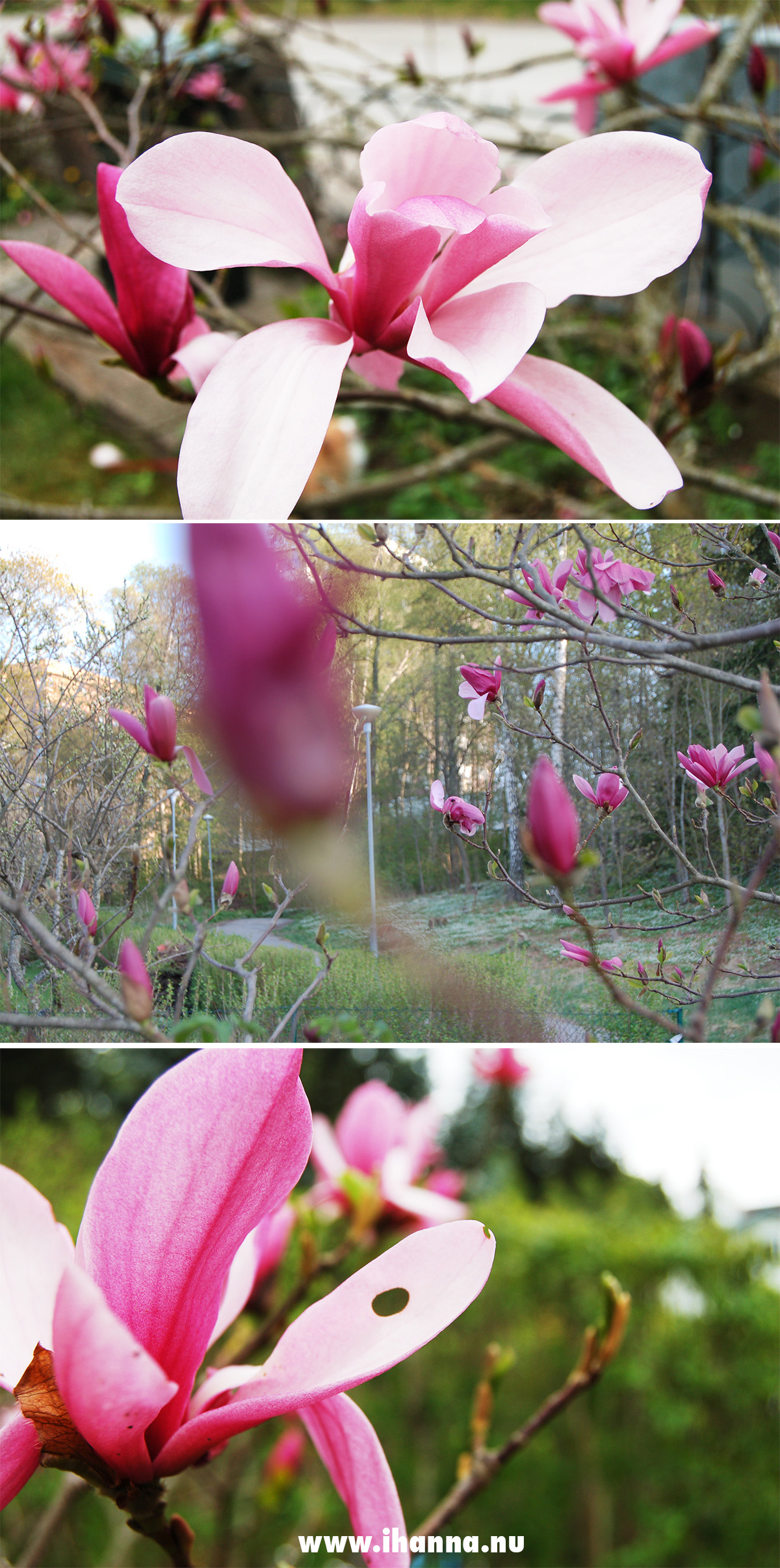 13 year old tree in a Swedish garden - photo copyright Hanna Andersson