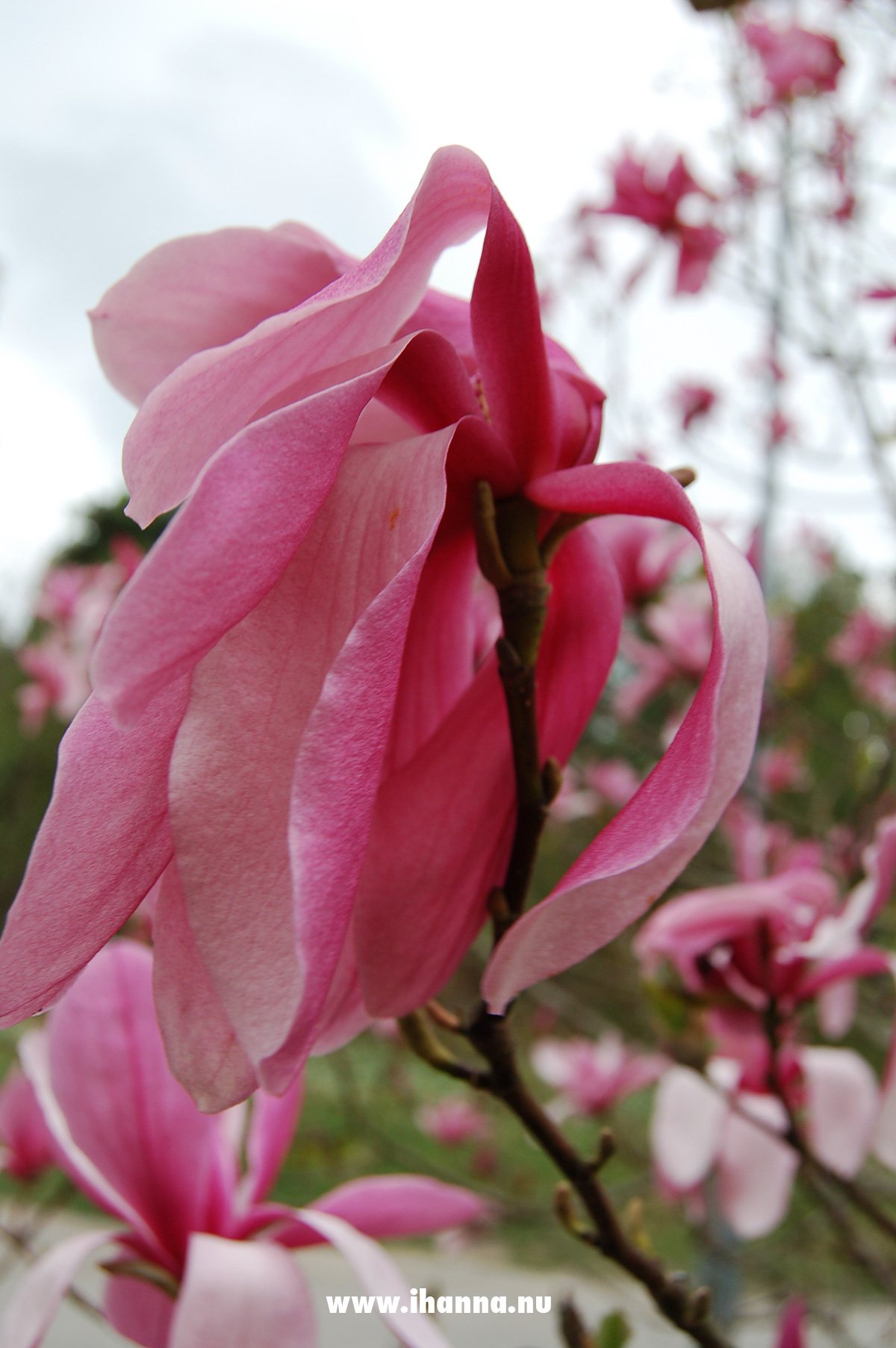 Big Magnolia flower in Sweden - photo copyright Hanna Andersson