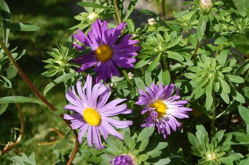 Purple daisy flowers in the garden (Photo copyright Hanna Andersson)