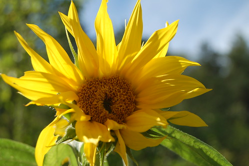 Bud turning into a sun flower in the garden (Photo copyright Hanna Andersson)