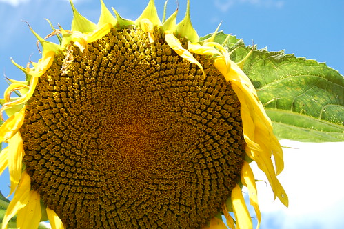 A sun flower mandala in the garden (Photo copyright Hanna Andersson)