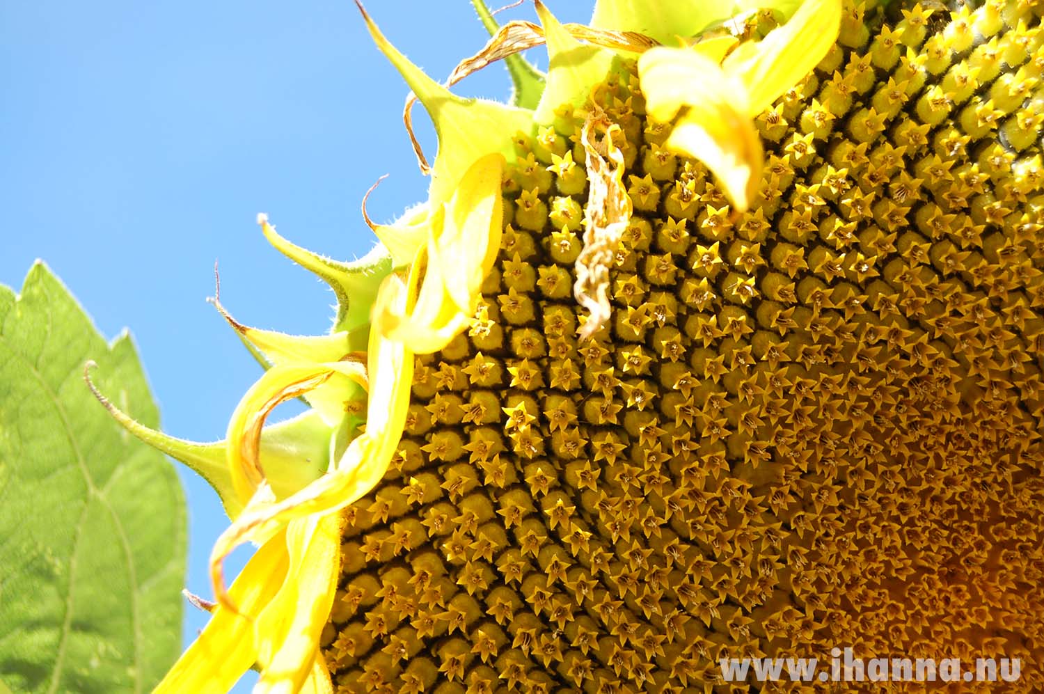 Sun and sky photo by iHanna in the garden (Photo copyright Hanna Andersson)