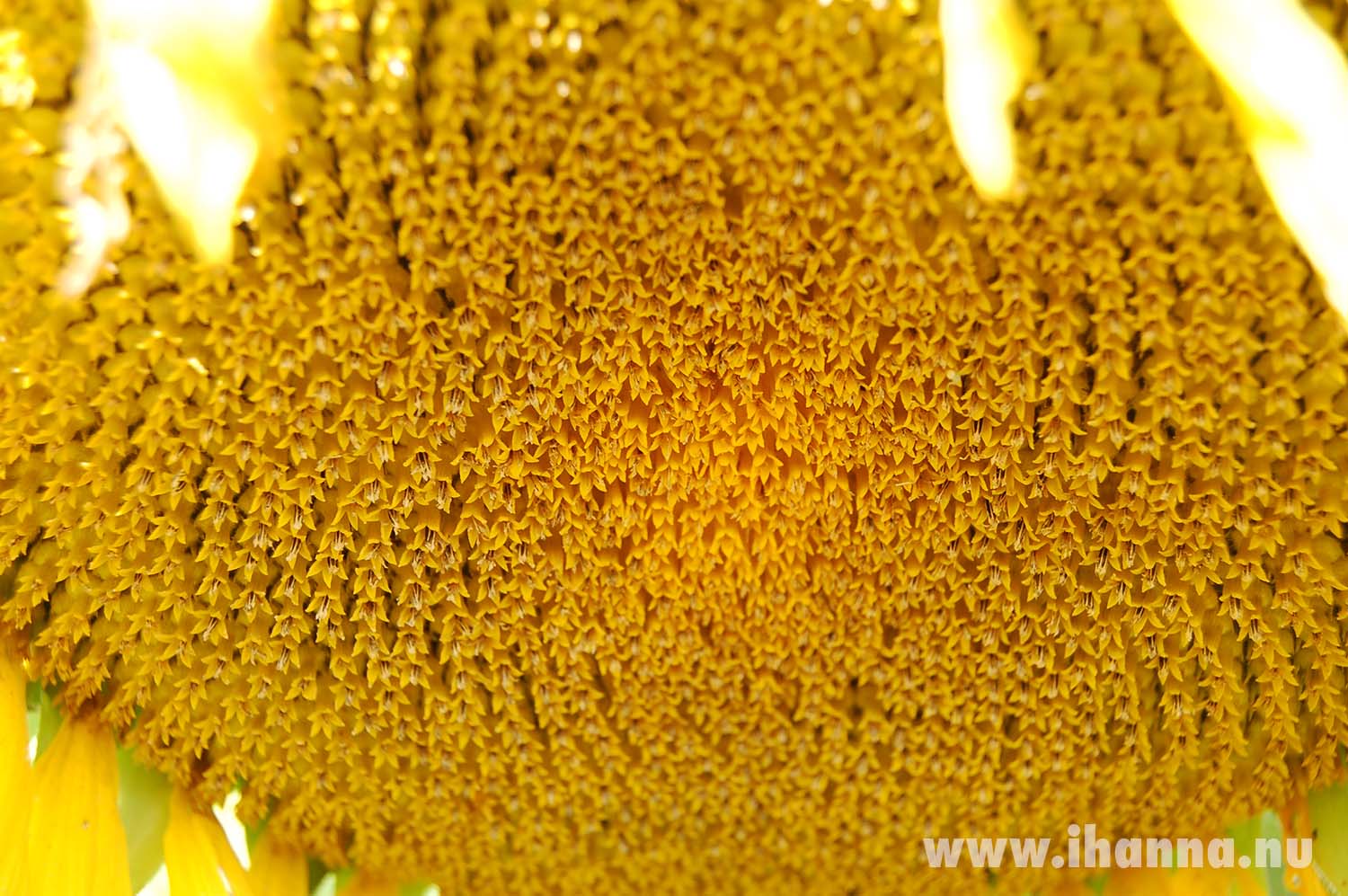 Middle of sun sunflower mandala (Photo copyright Hanna Andersson)
