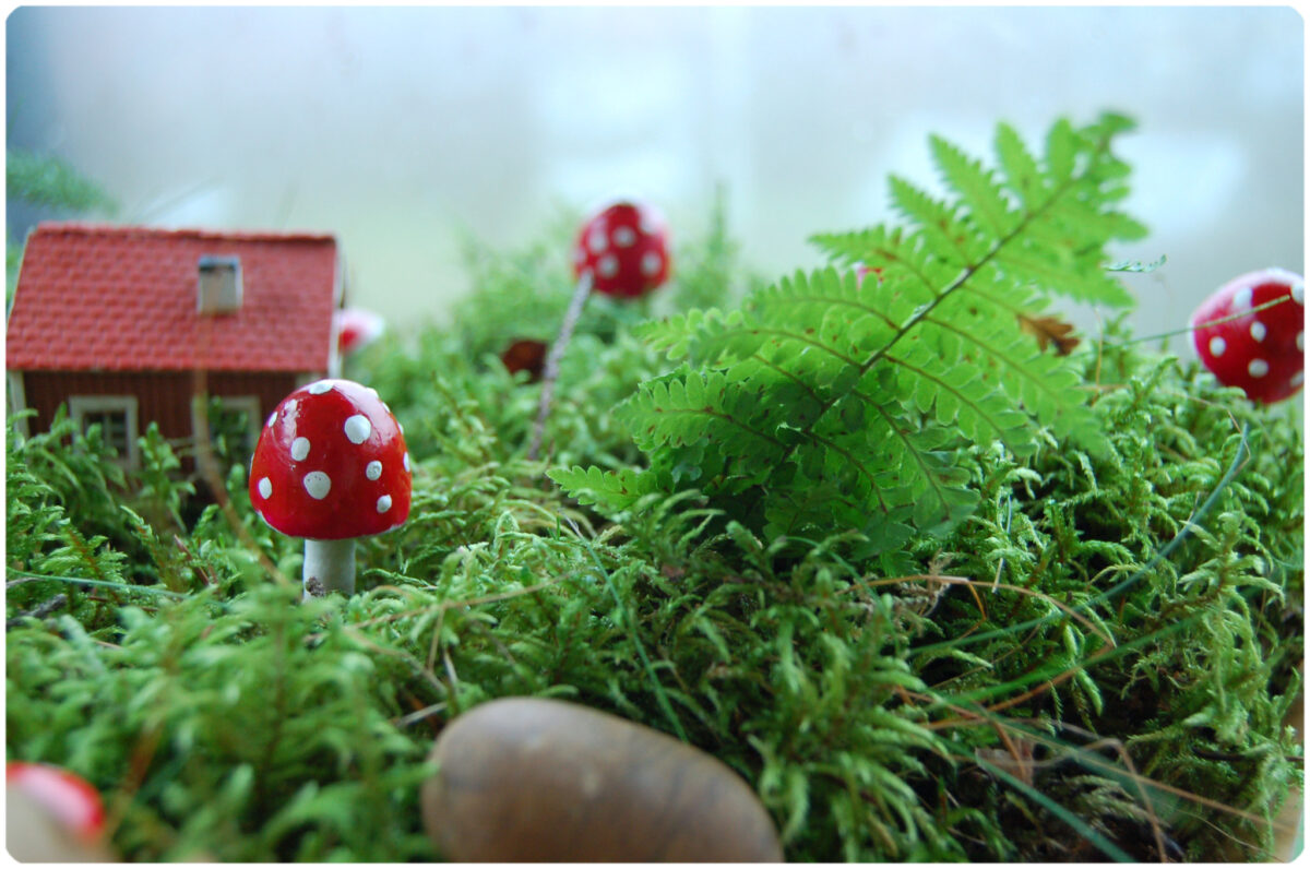 Fern tree in Mushroom Land. Photo copyright Hanna Andersson