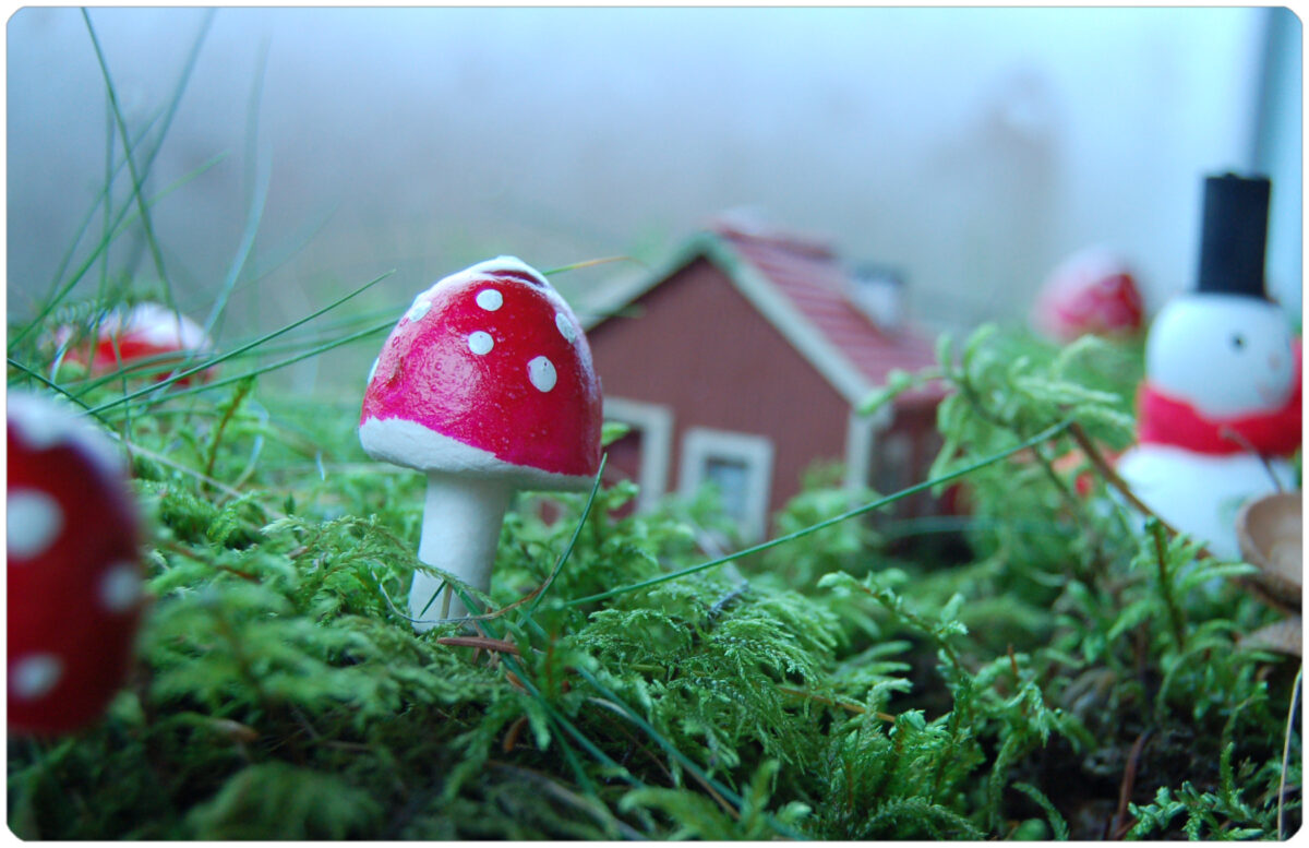 Mushroom Land. Photo copyright Hanna Andersson