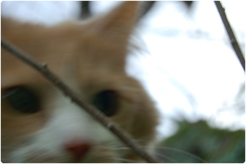 Big eyes Smilla the cat with soft focus  by iHanna (Photo copyright Hanna Andersson)