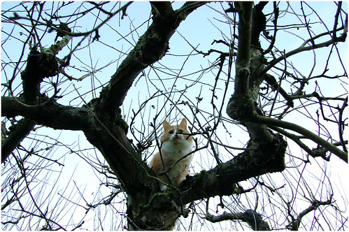 Smilla in a apple tree (Photo copyright Hanna Andersson)