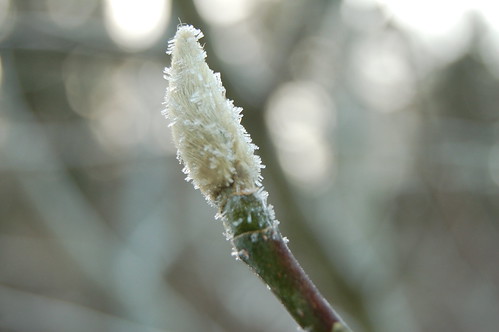 Magnolia bud revisited in winter  (Photo copyright Hanna Andersson)