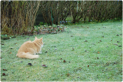 Thinking Smilla on the frosty grass in winter (Photo copyright Hanna Andersson)
