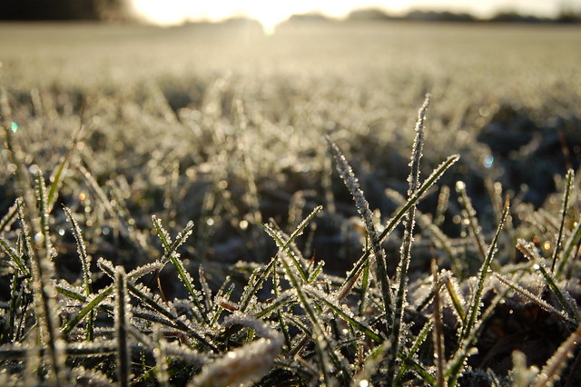 Frost in the grass on one ice cold walk 2009 (Photo copyright H. Andersson)