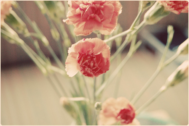 Lovely carnation bouquet from dad to mom (Copyright Hanna Andersson)
