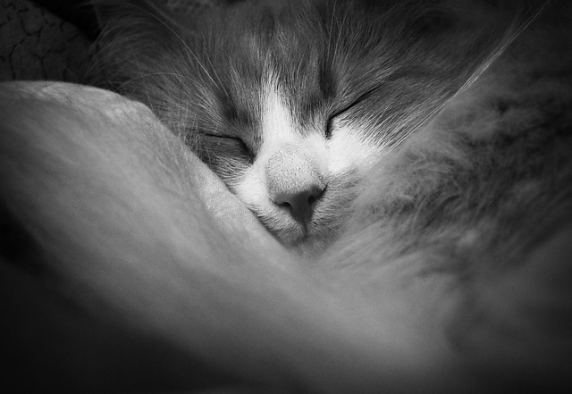 Cozy girl Smilla sleeping 2009 (copyright Hanna Andersson)