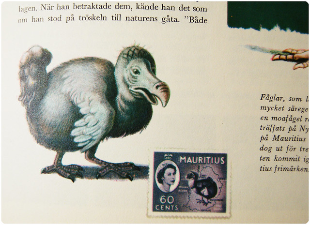 Dront illustrations from the book The Ocean (Havet)