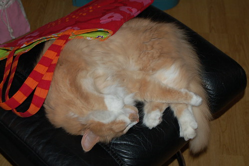 Smillis under a new tote that she thinks is a cozy cat blanket (copyright Hanna Andersson)