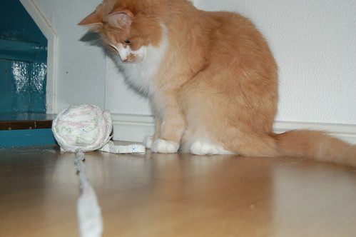 Is it tasty? (copyright Hanna Andersson) Smilla eyeing a ball of fabric yarn on the floor 2009 (copyright Hanna Andersson)