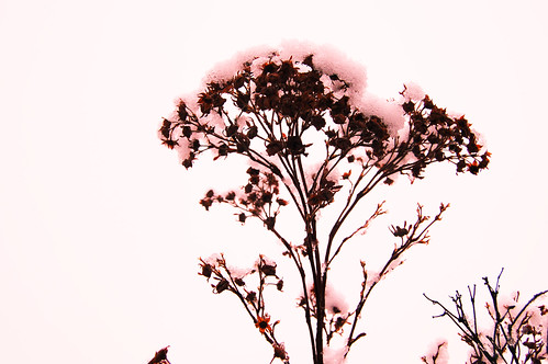 On a ordinary gray day... (copyright Hanna Andersson) On a ordinary gray day... (Photo Copyright Hanna Andersson)