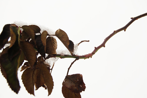 On a ordinary gray day... (copyright Hanna Andersson) Twig with dead leaves on a ordinary gray day... (Photo Copyright Hanna Andersson)
