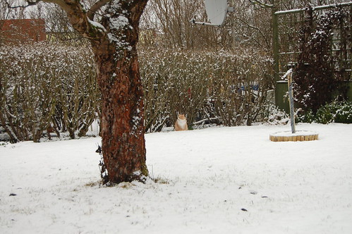 On a ordinary gray day... (copyright Hanna Andersson) Smilla in the garden on a ordinary gray winter day... (Photo Copyright Hanna Andersson)