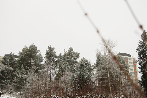 On a ordinary gray day... (copyright Hanna Andersson) Forest skyline on a ordinary gray day... (Photo Copyright Hanna Andersson)