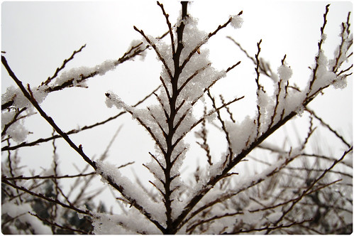 On a ordinary gray day... (copyright Hanna Andersson) Resting twigs on a ordinary gray winter day... (Photo Copyright Hanna Andersson)