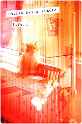 Smilla - window reflection... (copyright Hanna Andersson) Smilla - window reflection... (copyright Hanna Andersson)