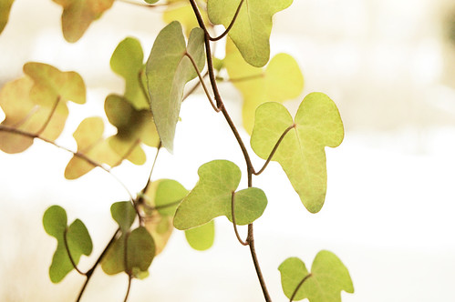 Soft and faded light greenery - by iHanna (Copyright Photo Hanna Andersson)