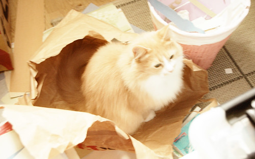 Smilla the cat sitting next to my desk - by iHanna (Copyright Photo Hanna Andersson)
